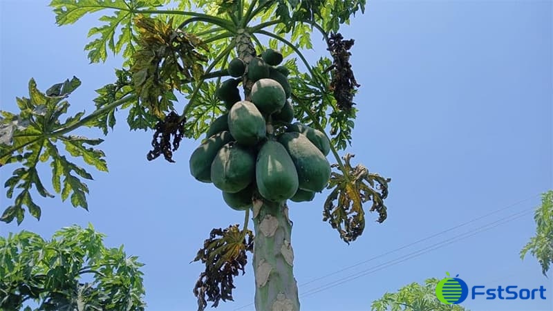 images/1750665349103papayera mexicana.jpg